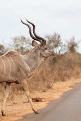 Greater Kudu male, standing on the open grasslands of Africa