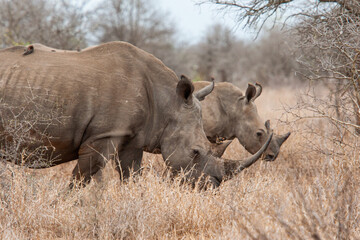 Southern White Rhino and her calf  in the Kruger National Park