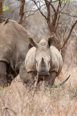 Fototapeta premium Southern White Rhino and her calf in the Kruger National Park