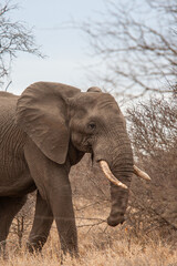 Fototapeta na wymiar African Elephant walking through the grasslands of Africa