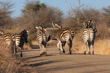 Burchell's zebra walking along a dirt road in Africa © wayne
