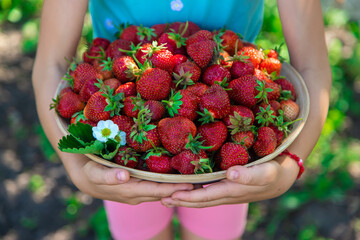 A child harvests strawberries in the garden. Selective focus.