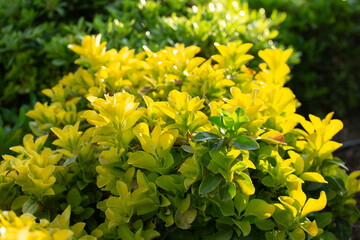 Green yellow leaves of Euonymus japonicus in the garden outdoor.