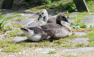 Canada Goose goslings resting, Cromford Derbyshire UK
