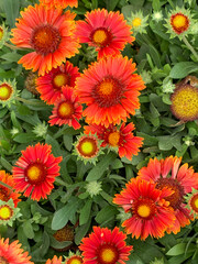 Beautiful Red and Yellow Blanket Flower