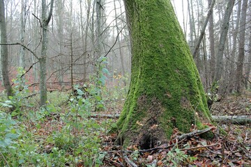 Fototapeta premium las