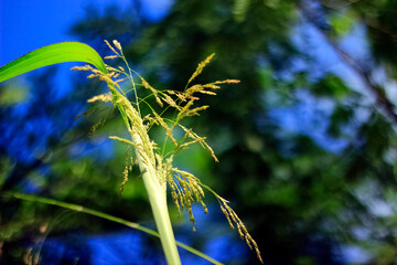 grass and sky