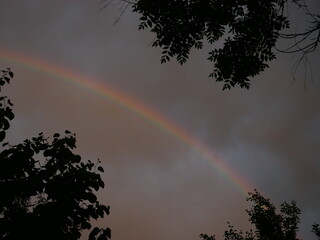 rainbow in the dark sky and branches