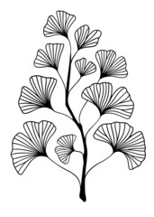 Hand drawn Silhouette of twig of ginkgo biloba tree isolated on white, Hand drawn ginkgo biloba leaf, Hand drawn line silhouette ginkgo biloba tree, hand drawn japanese vector flower line silhouette