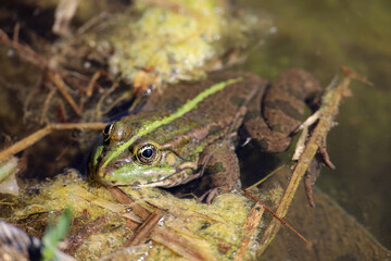 Frog sitting in pond with its head out of the water