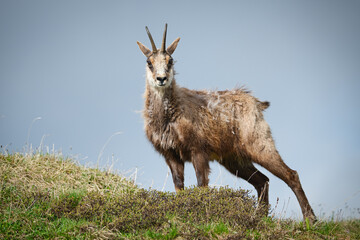 Disheveled chamois in hair change
