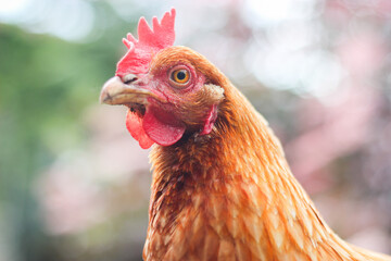 Huhn Henne Close Up Freilandhuhn 