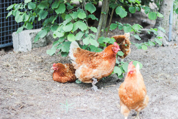 Freilandhühner Hühner Hennen Freiland Bio 
