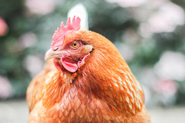 Freiland Huhn Henne braun Bio Eier Biohuhn 