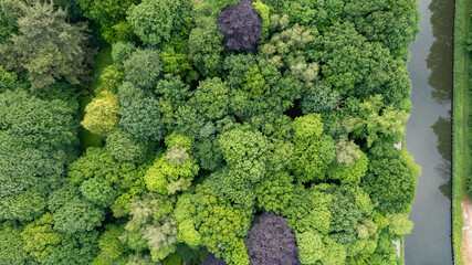 Naklejka premium Summer in forest aerial top view. Mixed forest, green deciduous trees. Soft light in countryside woodland or park. Drone shoot above colorful green texture in nature. High quality photo