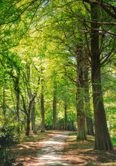 Obraz premium 新緑の並木道と木洩れ日