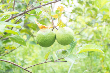 Two raw green guava fruit with leaf are on the branch tree. Guava also has medicinal properties. Guava leaves are used to deodorize the mouth and have a lot of vitamin C.