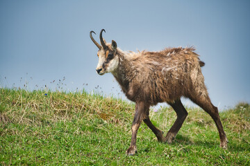 Disheveled chamois in hair change