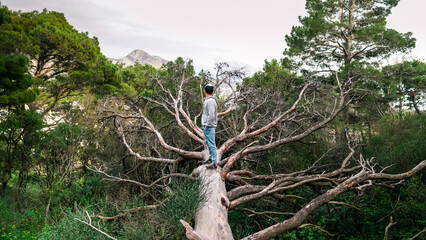 A young guy in a cap stands on a fallen tree in the mountains of Montenegro. The guy walks in the mountains of Montenegro. Conservation of nature in the mountains. View of Sutomore in Montenegro