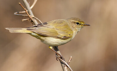 Common chiffchaff, Phylloscopus collybita. A bird sits on a branch