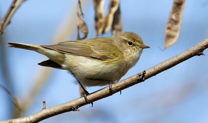 Common chiffchaff, Phylloscopus collybita. A bird sits on a branch
