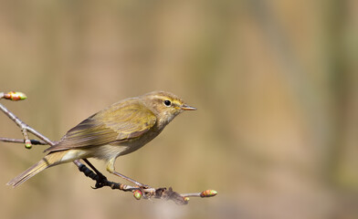 Fototapeta premium Common chiffchaff, Phylloscopus collybita. A bird sits on a branch