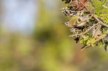 Goldcrest, regulus regulus. A bird sits on a branch of a thuja tree