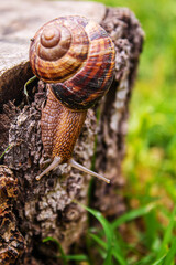 Snails in nature on a tree. Selective focus.