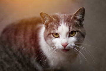 Fototapeta premium Angry cat at home, close up