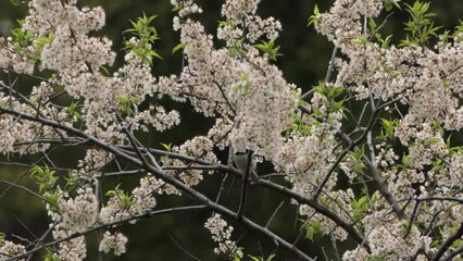 Native black capped chickadee nonmigratory species at Brunswick