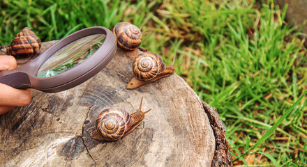 Snails in nature on a tree. Selective focus.