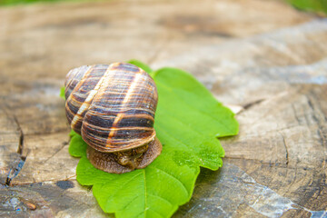 Snails in nature on a tree. Selective focus.