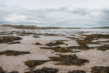 Sea weed stranded on Rinevilla Beach in County Clare, Ireland