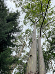 Fototapeta premium Jun 5, 2022 - Sabah, Malaysia : Giant Leopard tree growing at Kundasang War Memorial park located in North Borneo, popular tourism park.