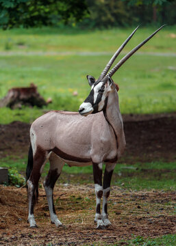 South African Oryx