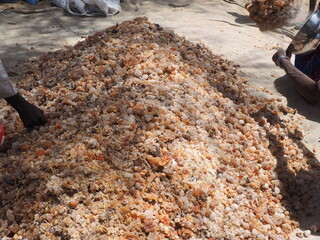 La récolte de la gomme arabique en Afrique