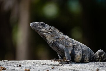 Iguana posing with pride