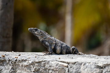 Iguana posing with pride