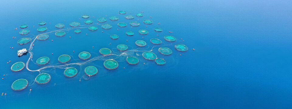 Aerial drone ultra wide photo with copy space of fish farming unit of sea bass and sea bream with round net cages in Anemokambi bay area near Galaxidi, Greece