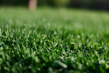 View of young green grass in the park, taken close-up with a beautiful blurring of the background