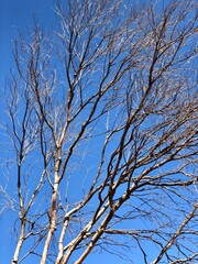 Dry tree branches under natural blue sky background in sunny day