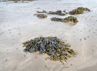 Sea weed stranded on Rinevilla Beach in County Clare, Ireland
