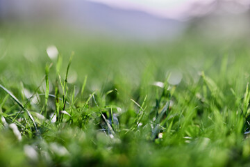 Green grass in spring, close-up photo