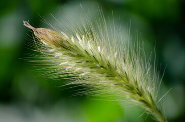 unterschiedliche Blüten in Nahaufnahme