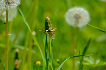 Pustenblume in der Wiese