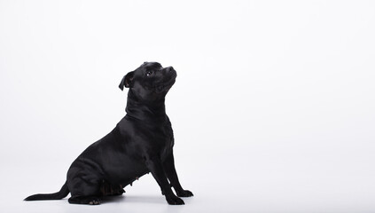 Beautiful black dog breed Staffordshire bull terrier sits on a white isolated background looking up. Panoramic banner for advertising. Concept of pet supplies, veterinary medicine, pet care - 509810703