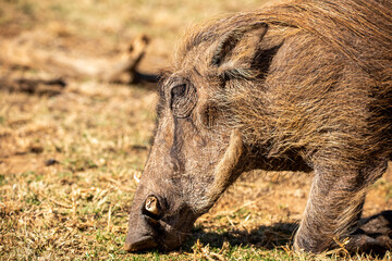 A warthog from the Pilanesberg National Park in South Africa in search of food in the African savannah, this herbivorous animal also known as Pumbaa lives freely in the wild.