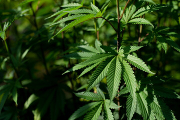 marijuana leaves cannabis plants a background