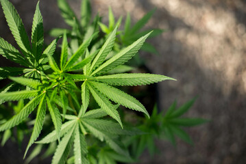 marijuana leaves cannabis plants a background