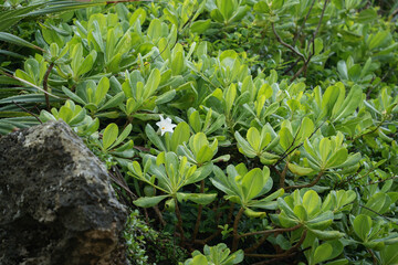 沖縄県 西表島 トベラ